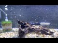 Bristlenose plecos fry explosion