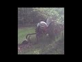Plowing my food plot with 1947 2N tractor