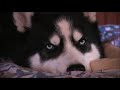 Husky tries Hard to Stay Awake!