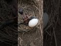 UJI COBA ANAK BURUNG KADASI MENDORONG TELUR BURUNG MERPATI