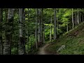 4K Deep Forest - 8 Hours NO LOOP Birdsong - Robin & Blackbird Singing - Relaxing Nature Ambiance