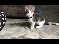 Kitten moving concrete