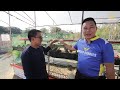 AMAZING CHICKEN FARMING | PWEDE PALANG KUMITA NG 10K SA ISANG BUWAN SA PAG-AALAGA NG NATIVE CHICKEN