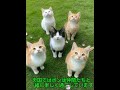 お盆に虹の橋から帰る猫オリジナル🌈😿Cat returning from the rainbow bridge on Obon