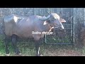 ಹೊಸ ಪೈರು ಬಂದಿದೆ ಬೆಳುವಾಯಿಗೆ.. New racing buffaloes came to beluvai..