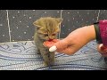 Kitten does not want to bath and meows loudly