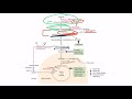 Gluconeogenesis for the USMLE Step 1