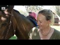 Molly the Flood Watch Horse keeps flooded community entertained and informed | ABC Australia