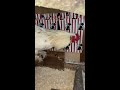 Rooster in the coop inspecting freshly cleaned nesting boxes