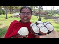 சுவையான தேங்காய் பூ எடுக்கும் முறை I Coconut Copra making process for Coconut oil in my village