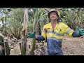 Syntropic Agroforestry in Australia: Video 52