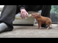 Feeding wild piglets