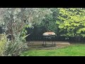 Storm's A-Brewin' (Part Four) - Rain Hammering Old BBQ In Garden