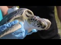 The Sea Turtle Hospital @ Whitney Lab Opens Tanks for Turtles