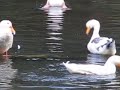 Ducks on the pond