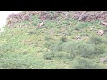 Shooting baboons in 2009 1080p
