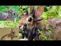 BMO Creative Cryptid Video: Jackalope