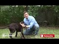 How to Teach your Dog to Stay in 3 Steps Force Free!