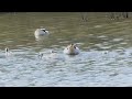 Βαρβάρα - Common Shelduck family