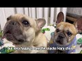 SHE THREW A TANTRUM…French Bulldog Has To Go Back To Vet