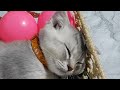 You Laugh You Lose😹🐕Funniest Dogs and Cats 2024😻🐶