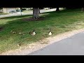 Baby Geese