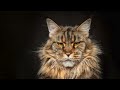 I took a million photos of Maine Coon cats
