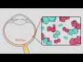 Genes as Medicine | HHMI BioInteractive video