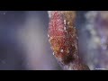 LEMBEH STRAIT 2019 | The weird and wonderful Macro behaviour continued