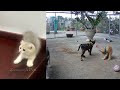 😻🤣 You Laugh You Lose Dogs And Cats 🐶🙀 Funny Animal Moments #7
