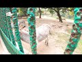 বাংলাদেশ জাতীয় চিড়িয়াখানা, মিরপুর, ঢাকা। Bangladesh National Zoo, Mirpur, Dhaka | Flying Bird |