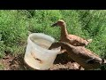How ducks drink