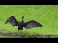 內湖碧湖公園   鸕鶿 孤鳥一隻6月13日