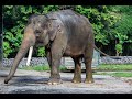 Sumatran Elephant Sound Effects🐘🔊