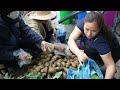 3 Days: Harvest Potato & Store all year round - French fries - Cooking | Lý Thị Ca
