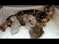 Bengal kittens happy family