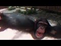 spinning chimp exodus