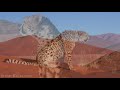 Animals of Africa 4K - Scenic Relaxation Film With Calming Music