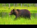 Wild Planet 8K ULTRA HD | Beautiful nature movies with piano music soothing, relaxing nature sounds