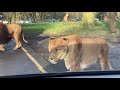 Knowsley Safari Park Drive Safari