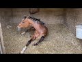 Training a racehorse. POV Taking a racehorse for exercise on the gallops from start to finish.