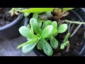 Top 25 permanent succulent plants jo taz  garmi mein bhi  acche se growth karty hn