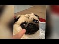 CLASSIC Dog and Cat Videos 🐶 😹 1 HOURS of FUNNY Clips