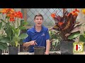 Canna Lily Care!