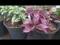 Polka Dot plant care in Tamil/how to take care of polka dot plant