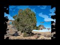 #Можжевельник9 #Juniperus9 #Хвойные растения31 #Conifers31 Декоративные растения