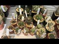 Plant Shopping @ The Toronto Cactus & Succulents Club Annual Sale (uncommon plants)