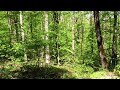 Bird sounds in the forest