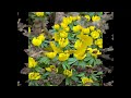 #Эрантис #Eranthis Garden flowers229 Декоративные растения