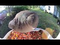 Wosports Bird Feeder Cam May 22, 2024